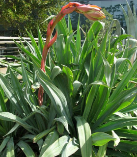 Beschorneria yuccoides